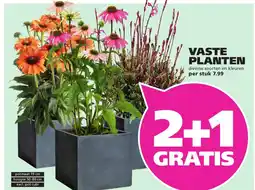 Ranzijn Vaste planten aanbieding