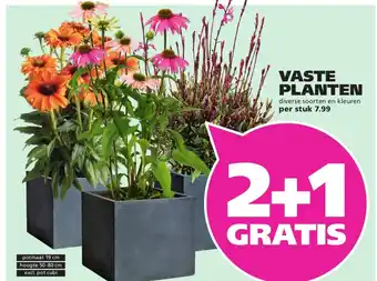 Ranzijn Vaste planten aanbieding
