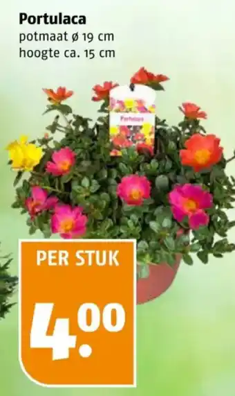 Poiesz Portulaca aanbieding