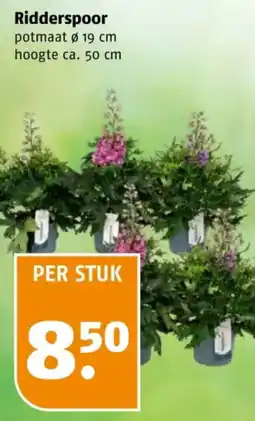 Poiesz Ridderspoor aanbieding