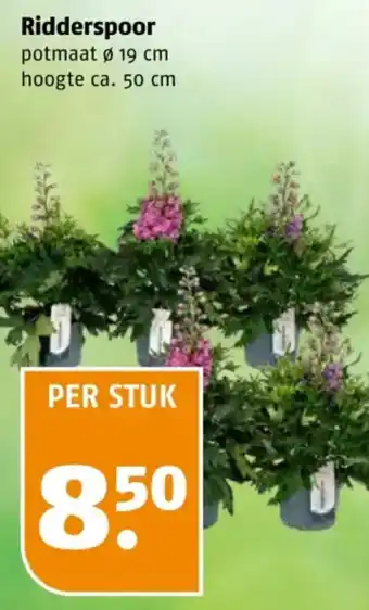 Poiesz Ridderspoor aanbieding