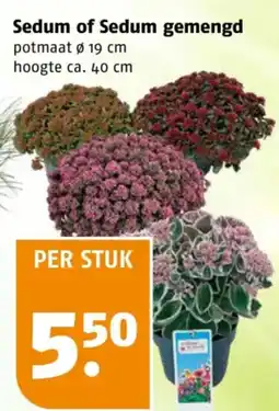 Poiesz Sedum of Sedum gemengd aanbieding