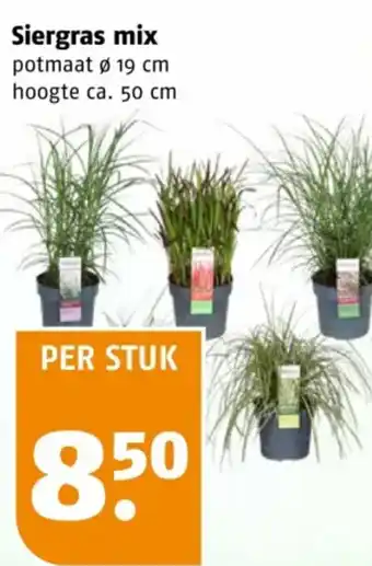 Poiesz Siergras mix aanbieding