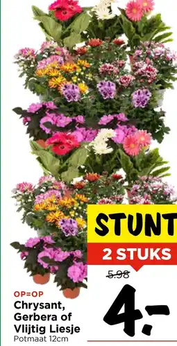 Vomar Voordeelmarkt Chrysant, Gerbera of Vlijtig Liesje aanbieding