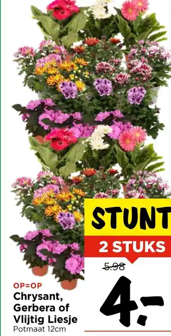 Vomar Voordeelmarkt Chrysant, Gerbera of Vlijtig Liesje aanbieding