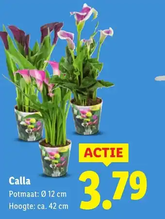 Lidl Calla aanbieding