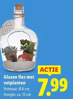 Lidl Glazen fles met vetplanten aanbieding