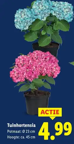 Lidl Tuinhortensia aanbieding