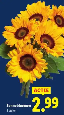 Lidl Zonnebloemen aanbieding