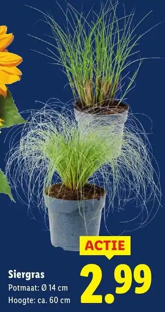 Lidl Siergras aanbieding