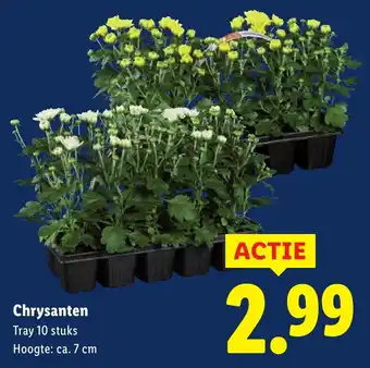 Lidl Chrysanten aanbieding