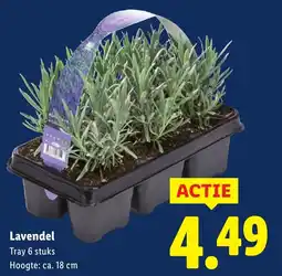 Lidl Lavendel aanbieding