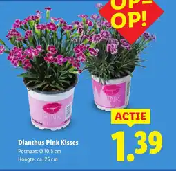 Lidl Dianthus Pink Kisses aanbieding
