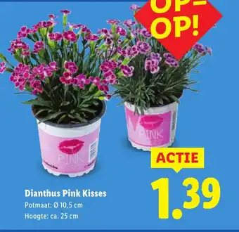 Lidl Dianthus Pink Kisses aanbieding