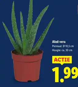 Lidl Aloë vera aanbieding