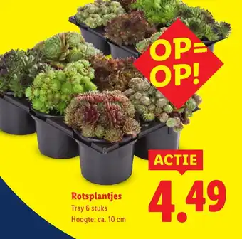 Lidl Rotsplantjes aanbieding