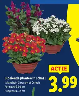 Lidl Bloeiende planten in schaal aanbieding