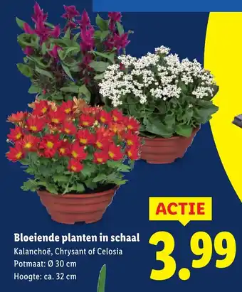 Lidl Bloeiende planten in schaal aanbieding