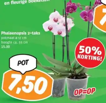 Poiesz Phalaenopsis 2-taks aanbieding