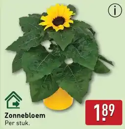 ALDI Zonnebloem aanbieding