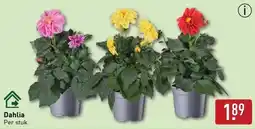 ALDI Dahlia aanbieding