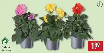 ALDI Dahlia aanbieding