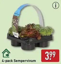 ALDI 4-pack Sempervivum aanbieding