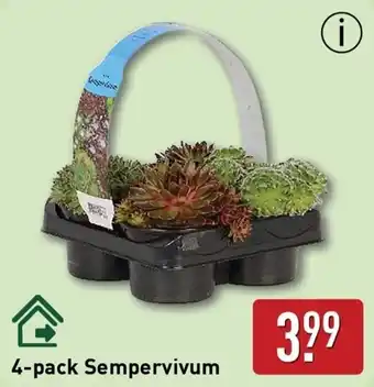 ALDI 4-pack Sempervivum aanbieding