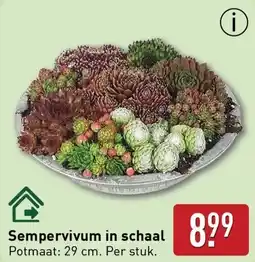 ALDI Sempervivum in schaal aanbieding