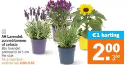 Albert Heijn AH Lavendel, zonnebloemen of celosia aanbieding
