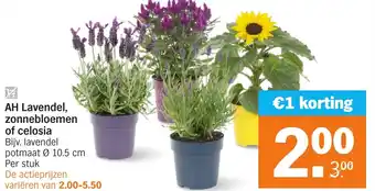 Albert Heijn AH Lavendel, zonnebloemen of celosia aanbieding