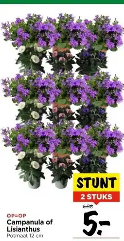 Vomar Voordeelmarkt Campanula of Lisianthus aanbieding