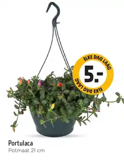 Jumbo Portulaca aanbieding