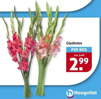 Hoogvliet Gladiolen aanbieding