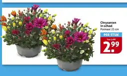 Hoogvliet Chrysanten in schaal aanbieding