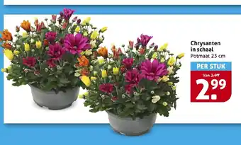 Hoogvliet Chrysanten in schaal aanbieding