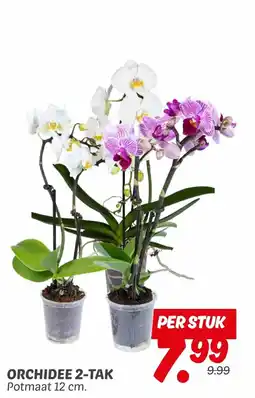 Dekamarkt Orchidee 2 Tak aanbieding