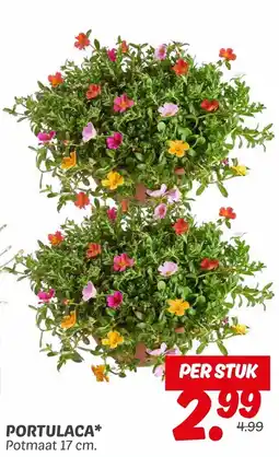Dekamarkt Portulaca aanbieding