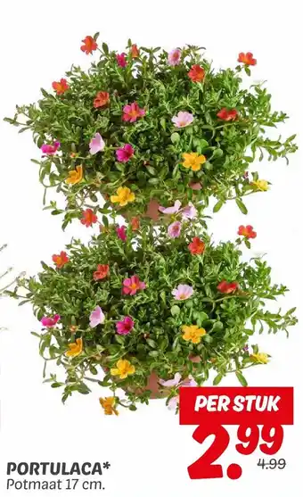 Dekamarkt Portulaca aanbieding