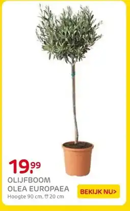 Praxis OLIJFBOOM OLEA EUROPAEA aanbieding