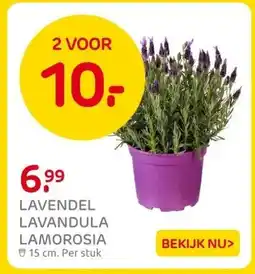 Praxis LAVENDEL LAVANDULA LAMOROSIA aanbieding