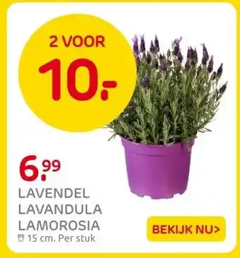 Praxis LAVENDEL LAVANDULA LAMOROSIA aanbieding
