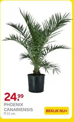 Praxis PHOENIX CANARIENSIS aanbieding