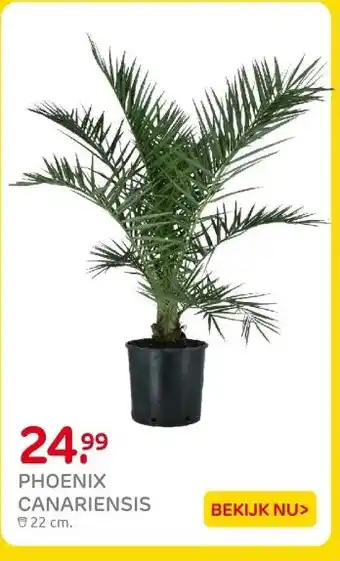 Praxis PHOENIX CANARIENSIS aanbieding