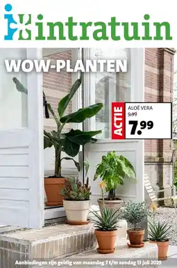 Intratuin Aloe vera aanbieding