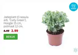 Intratuin Jadeplant aanbieding