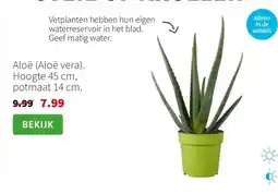 Intratuin Aloë (Aloë vera). Hoogte 45 cm, potmaat 14 cm. aanbieding