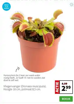 Intratuin Vliegenvanger (Dionaea muscipula). Hoogte 10 cm, potmaat 8,5 cm. aanbieding