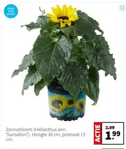 Intratuin Zonnebloem aanbieding