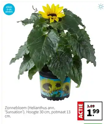 Intratuin Zonnebloem aanbieding